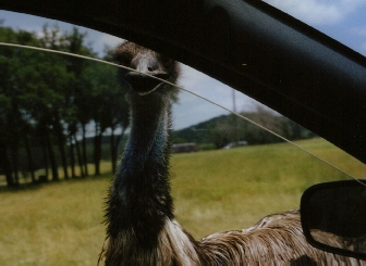 Attack of the killer bird?